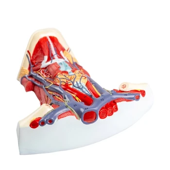 Анатомическая модел на мускулите на шийката на матката F3MA Модел анатомия на мускулите на шията на човека за болницата