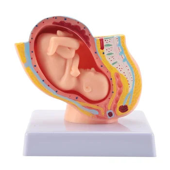 Бременност лице Развитието на плода в 9 месец Эмбриональная модел на таза Модел анатомия на плацентата при бременност за плода