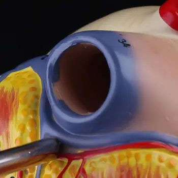 Директна доставка Анатомическая модел на човешкото сърце в разглобено формата на Анатомични Медицински вътрешните органи Медицински