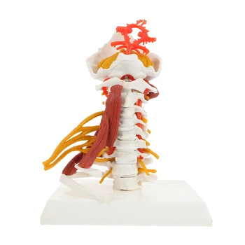 Медицински модел на шийния отдел на гръбначния стълб Анатомическая модел на шийния прешлен за обучение