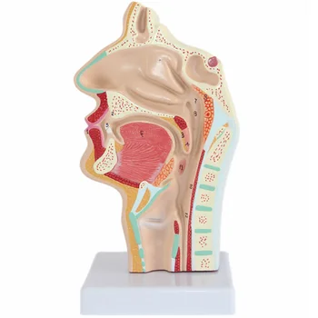 Модел Анатомия на носа Анатомическая Главата на човека Гърлото, Носа Медицинско Обучение Проучване на устната кухина Научна Секция на устната кухина Половината от Гърлото на министерството на отбраната