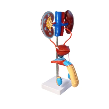 Модел мъжки женски пикочна система в реален размер Анатомия на артериите и вените на пикочния мехур Медицински обучителен инструмент, Използван болница