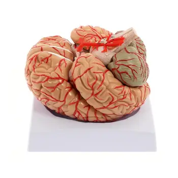 Модел на човешкия мозък, анатомично точно модел на мозъка, 8 части от анатомията на човешкия мозък за показване в клас по природни науки