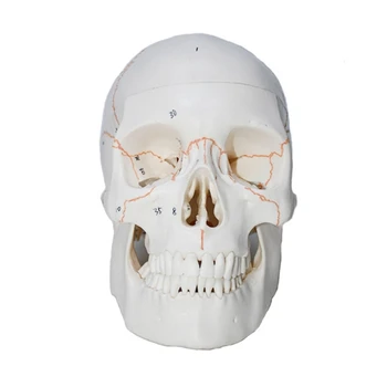 Модел на човешкия череп, анатомическая модел на скелета на човешка глава, анатомическая модел на скелета глави в естествена големина, Медицински учебни помагала