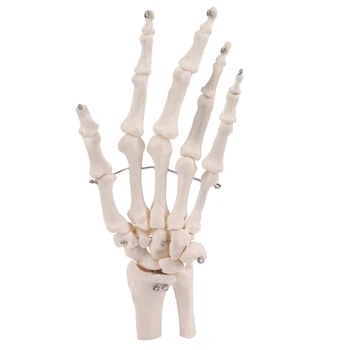 Модел подпори Анатомический скелет стави на ръцете Модел инструмент за изучаване от анатомията на човека в реален размер