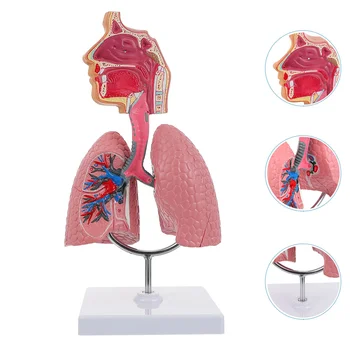 Система на обучение модел анатомия на белите дробове, модел на дисплея човек, Ученически леки, Анатомическое сърцето, образователна играчка за носа